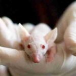 Close-up of a white mouse held by a gloved hand, symbolizing laboratory research and experimentation., tags: mäuseleben um 30 - pexel