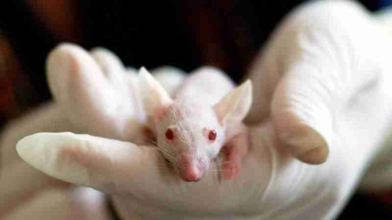Close-up of a white mouse held by a gloved hand, symbolizing laboratory research and experimentation., tags: mäuseleben um 30 - pexel