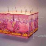 3D medical animation skin layers, tags: junges blut & - CC BY-SA
