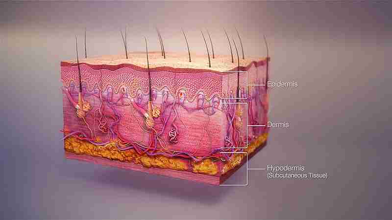 3D medical animation skin layers, tags: junges blut & - CC BY-SA
